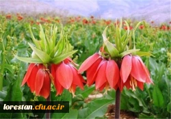 دشت لاله واژگون لرستان 2