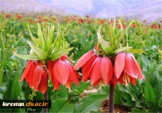 دشت لاله واژگون لرستان