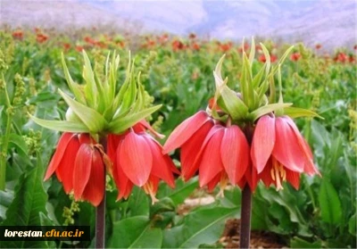 دشت لاله واژگون لرستان